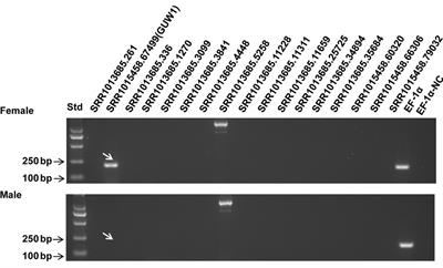 Characterization of the First W-Specific Protein-Coding Gene for Sex Identification in Helicoverpa armigera